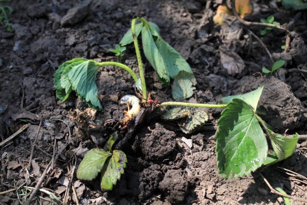 What Causes Strawberry Plants to Wilt? Strawberry Plants