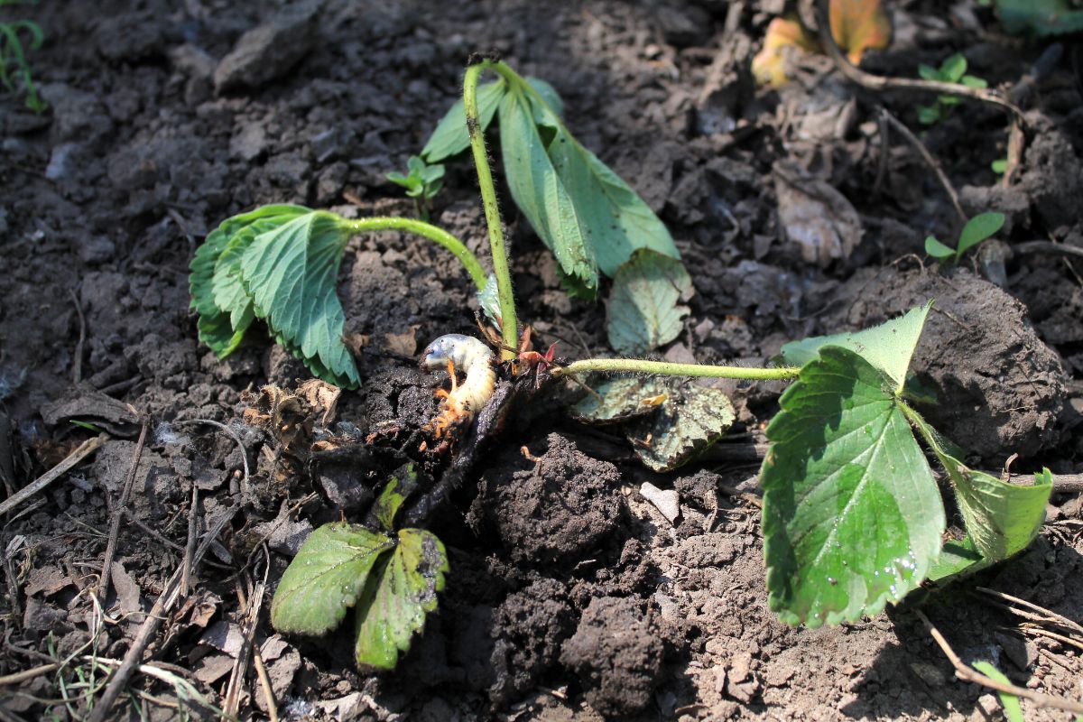 Wilt strawberry plant in soil