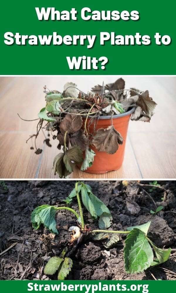 What Causes Strawberry Plants to Wilt? Strawberry Plants
