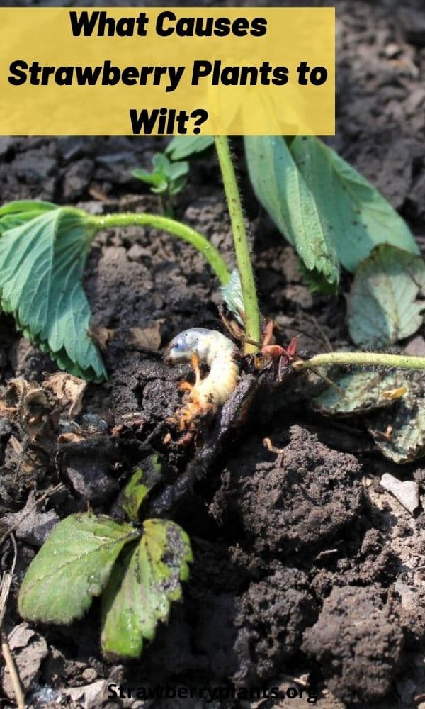 What Causes Strawberry Plants to Wilt? Strawberry Plants
