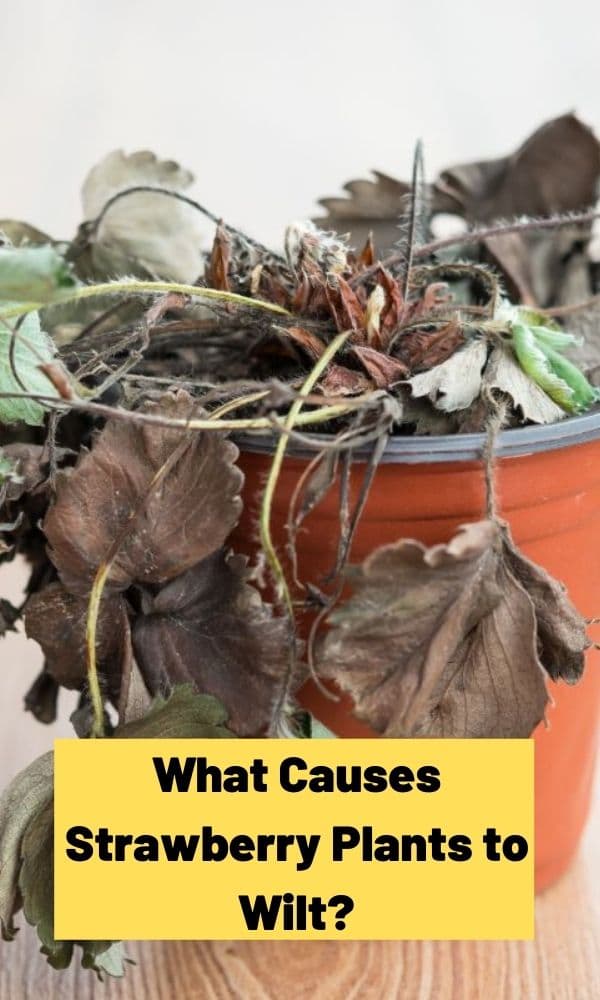 What Causes Strawberry Plants to Wilt? Strawberry Plants