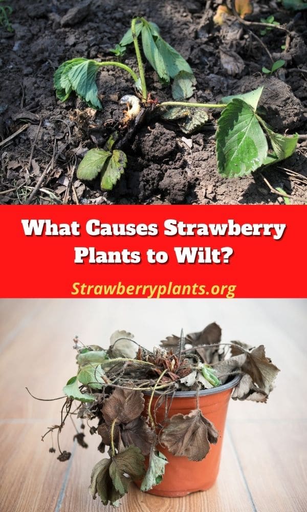 What Causes Strawberry Plants to Wilt? Strawberry Plants