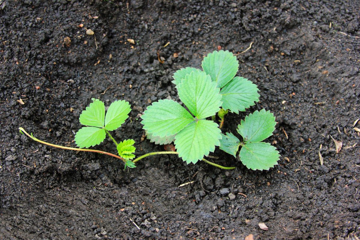 Young strawberry plant with runner in soil