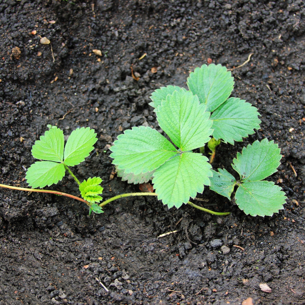 What Do Young Strawberry Plants Look Like?  