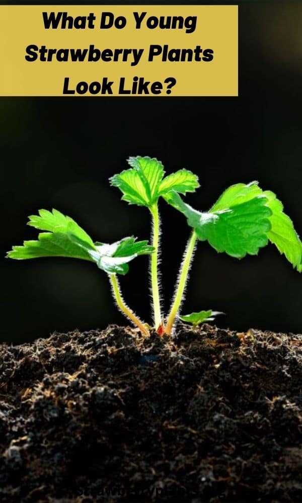 What Do Young Strawberry Plants Look Like? Strawberry Plants