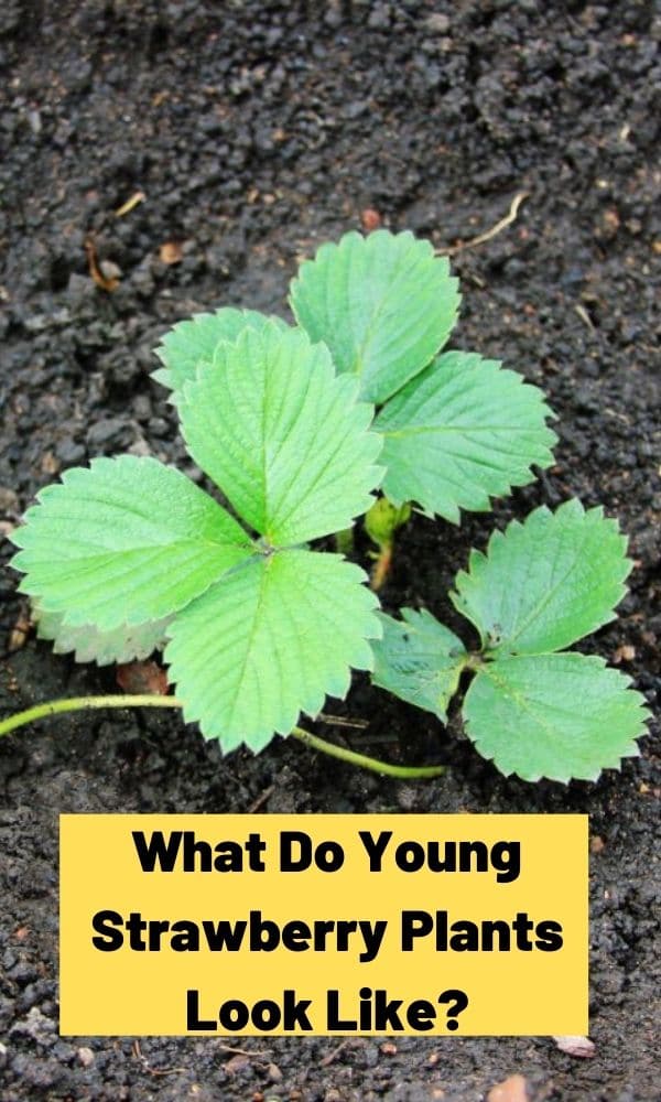 What Do Young Strawberry Plants Look Like? Strawberry Plants