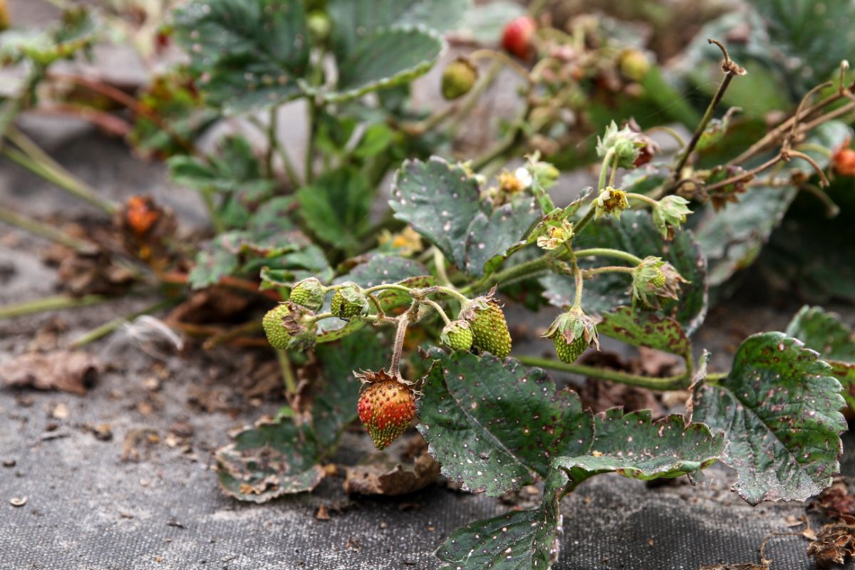 Strawberry plant with fruits slowly dying
