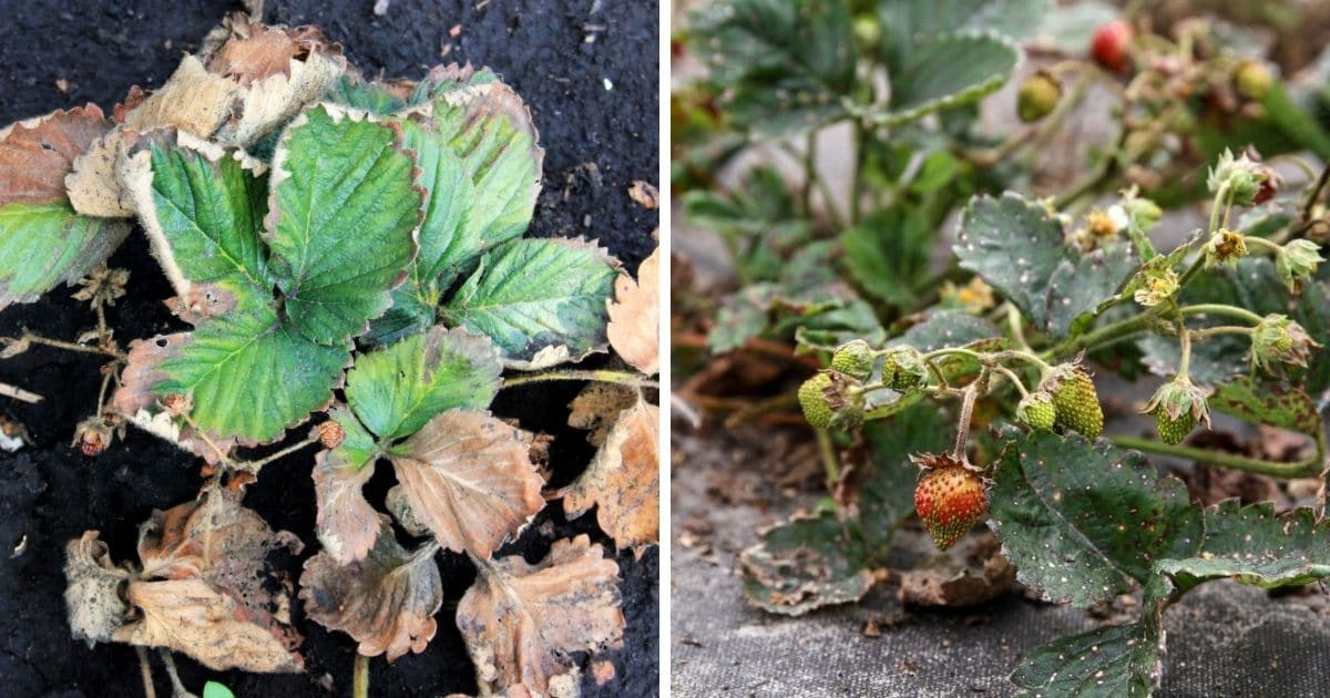 Are Dried Up Strawberry Plants Dead? – Strawberry Plants