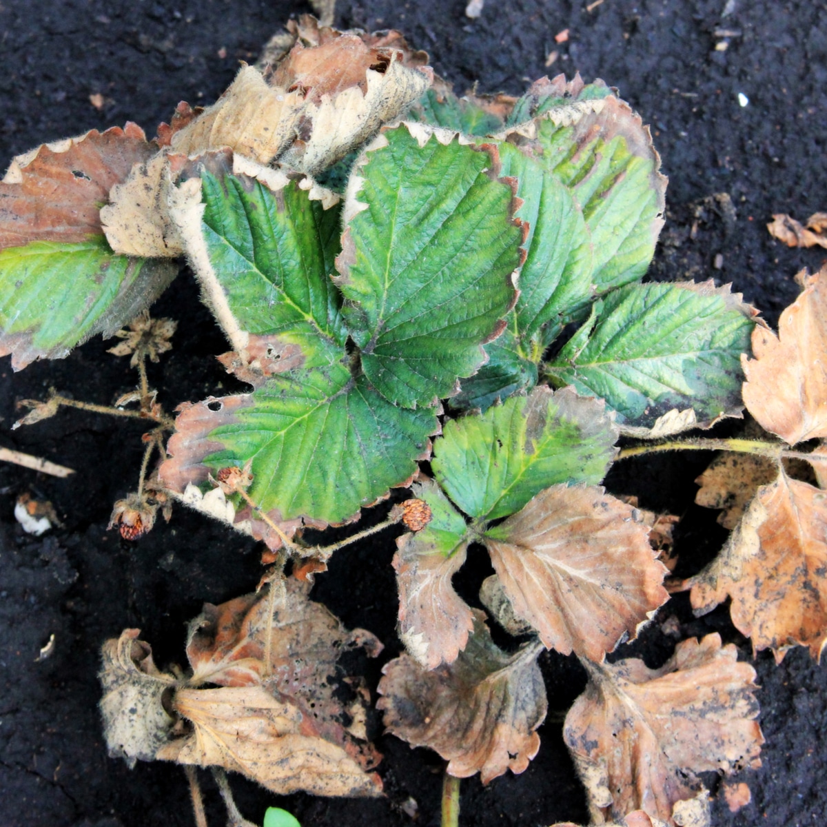 Dying strawberry plant in soil