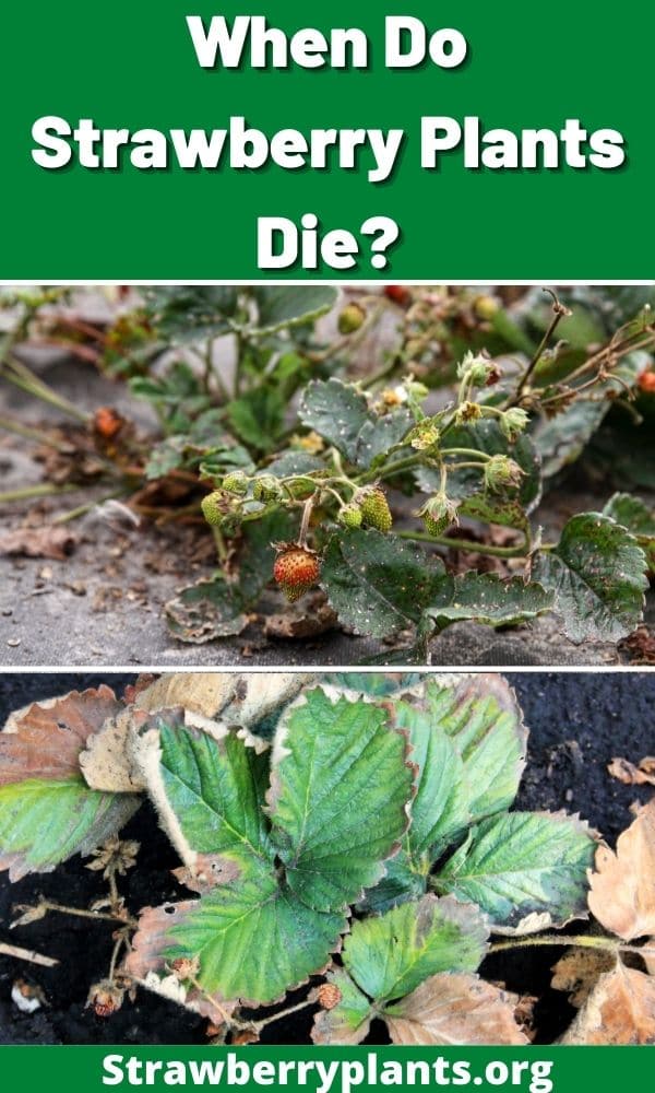 when-do-strawberry-plants-die-strawberry-plants