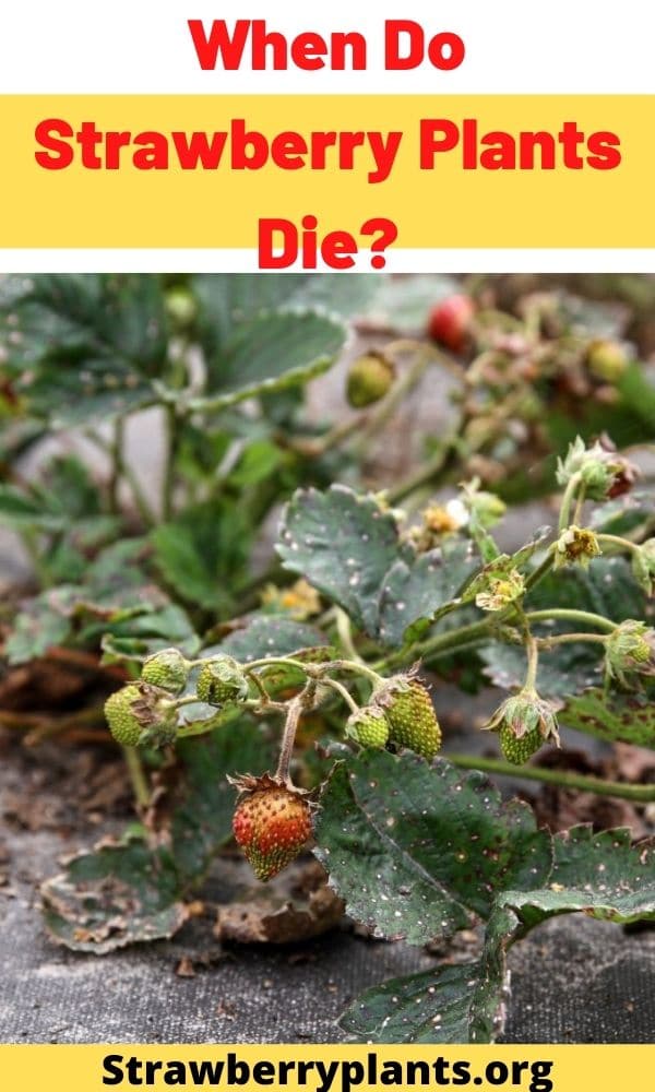 When Do Strawberry Plants Die? Strawberry Plants