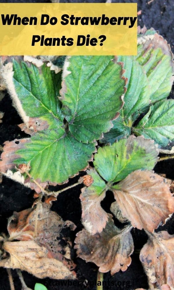 When Do Strawberry Plants Die? Strawberry Plants