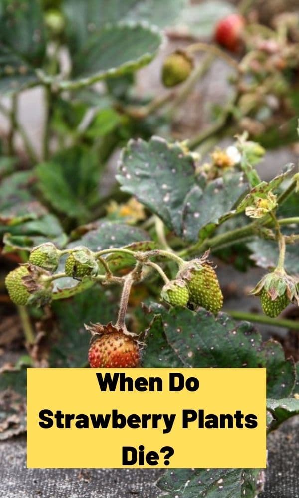 When Do Strawberry Plants Die? Strawberry Plants