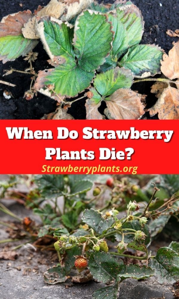 When Do Strawberry Plants Die? Strawberry Plants