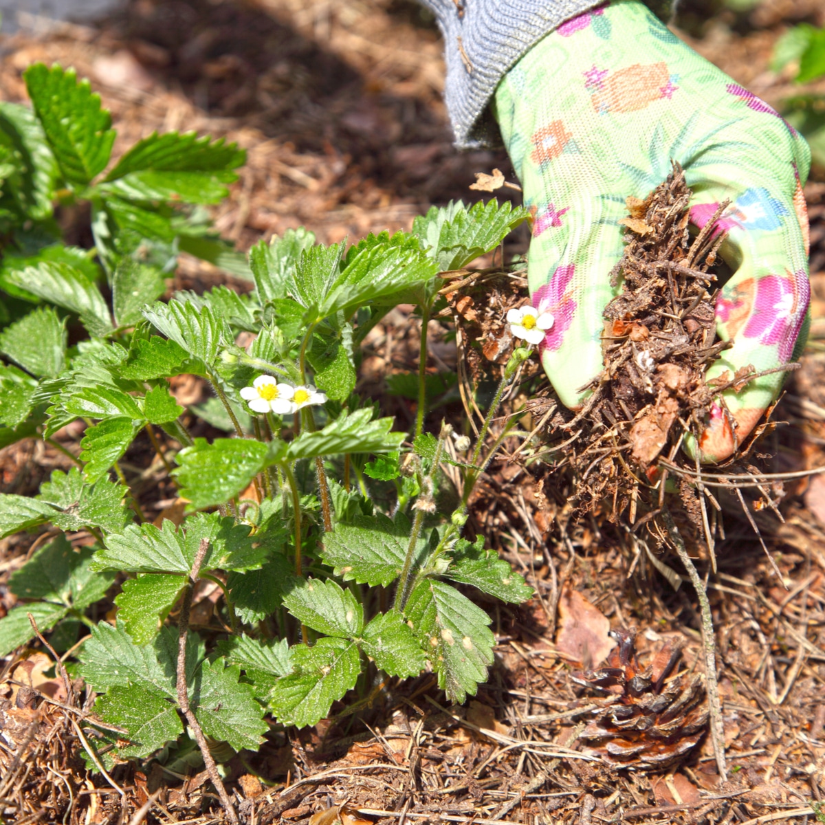 When Should Strawberry Plants Be Mulched?  