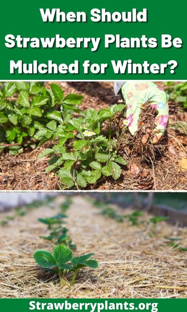 When Should Strawberry Plants Be Mulched for Winter?