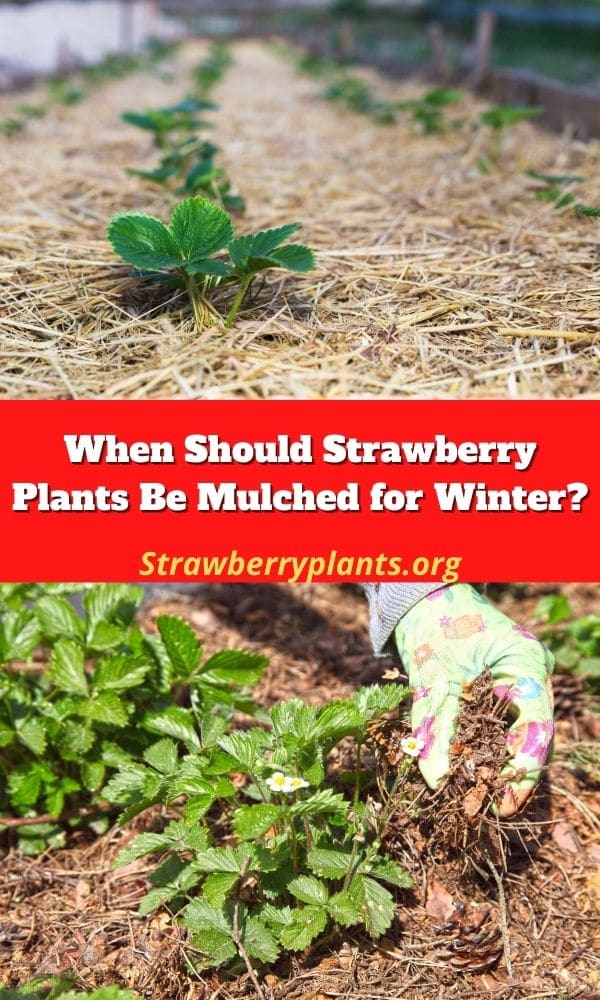 When Should Strawberry Plants Be Mulched for Winter?