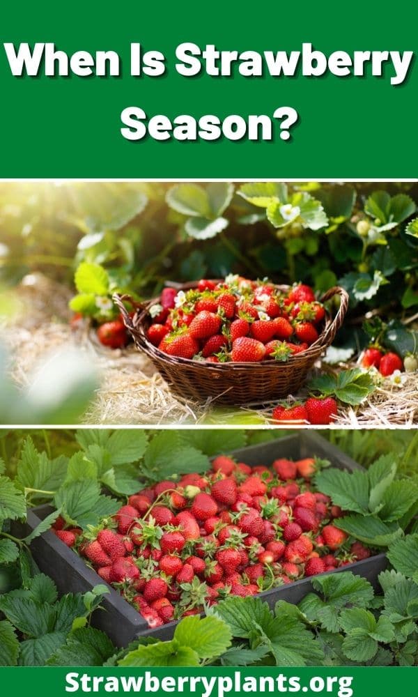 When Is Strawberry Season? Strawberry Plants
