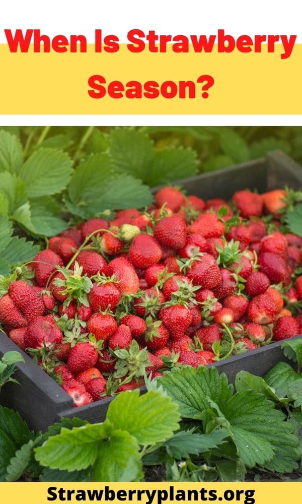 When Is Strawberry Season? Strawberry Plants