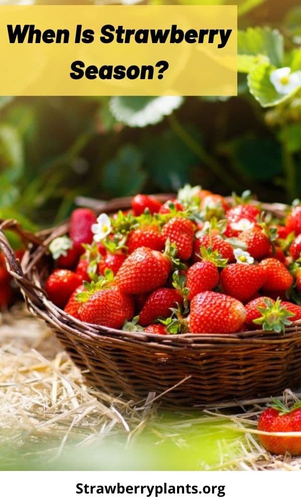 When Is Strawberry Season? Strawberry Plants