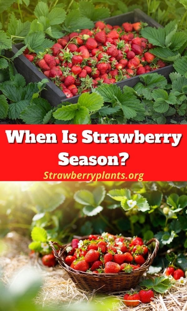 When Is Strawberry Season? – Strawberry Plants