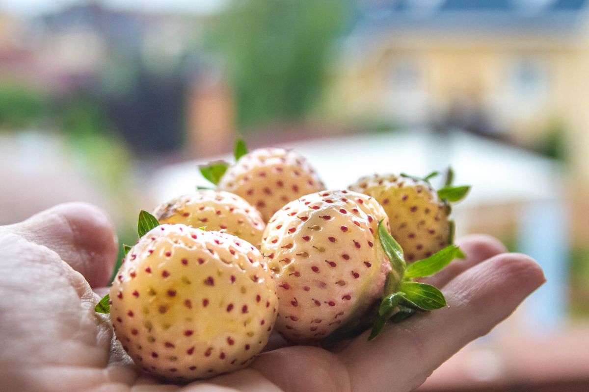 Pineberries on human hand