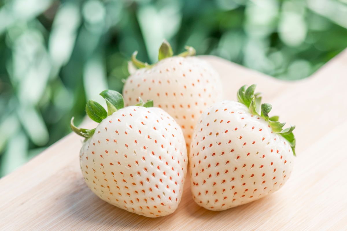 Three pineberries on wooden pad