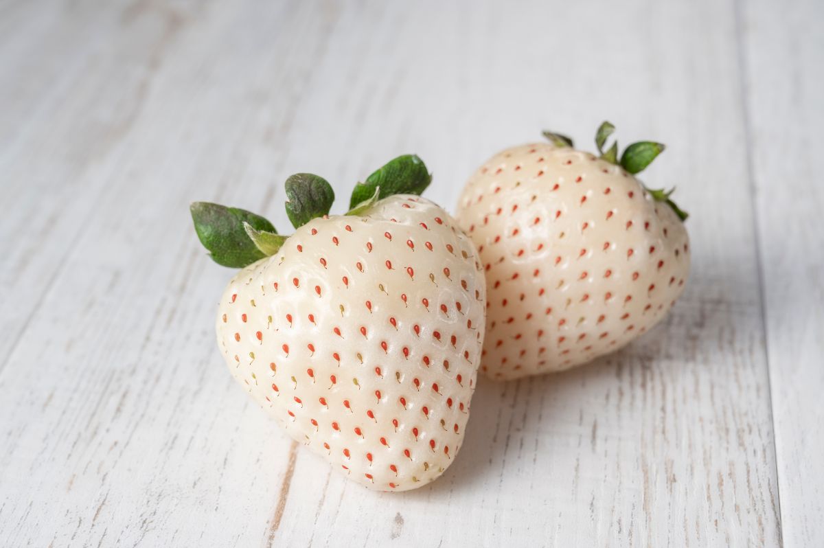 Two pineberries on gray background