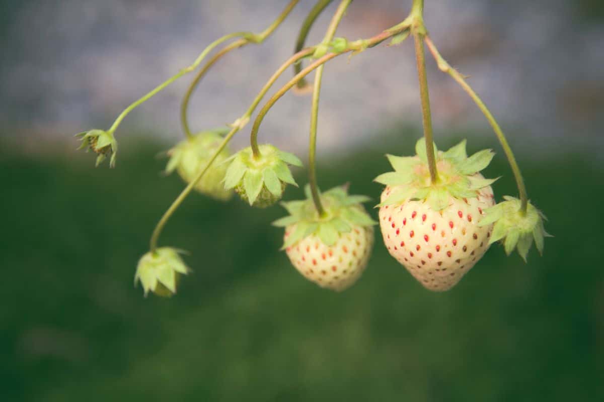 Pineberries hanging on stem of plant