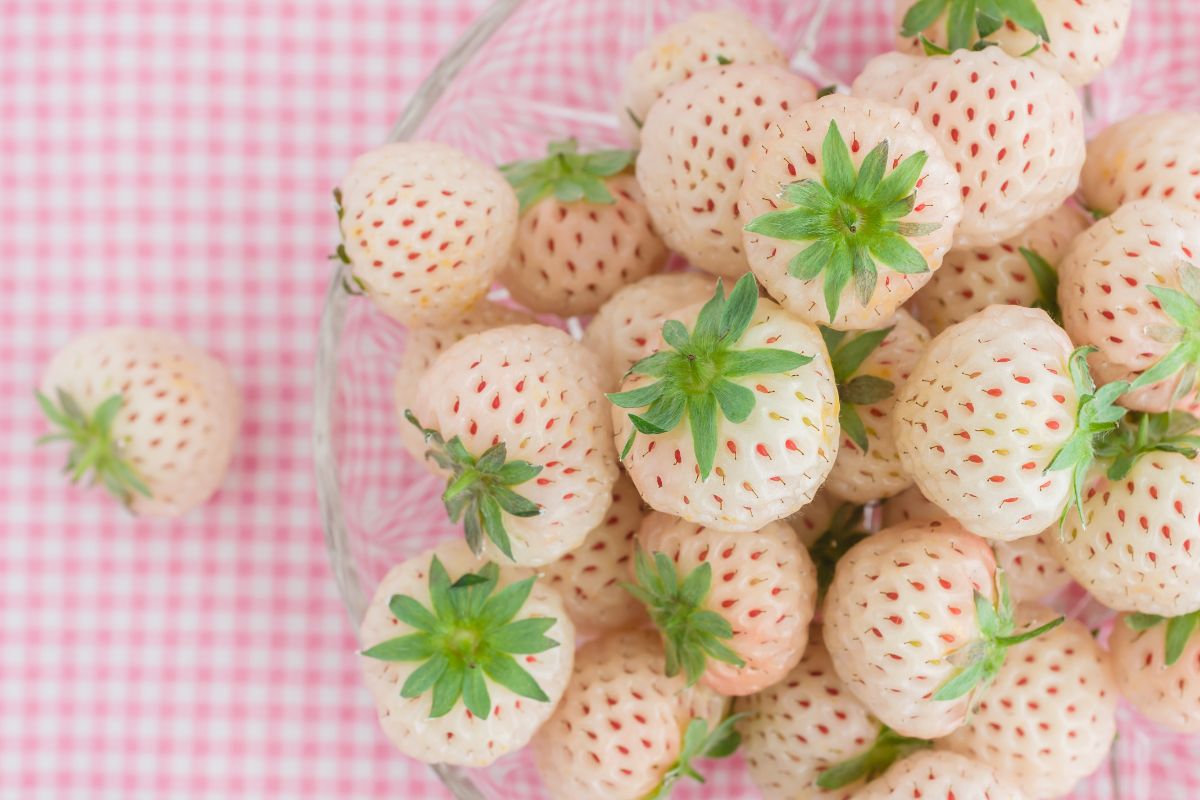 Glass bowl full of pineberries on pink white background