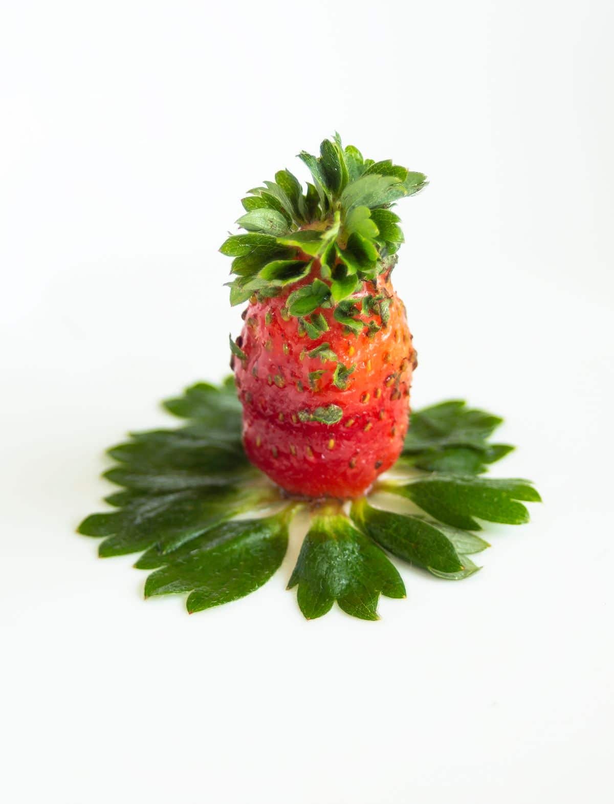 Strawberry sprouting from seeds and  green leaves around on white background