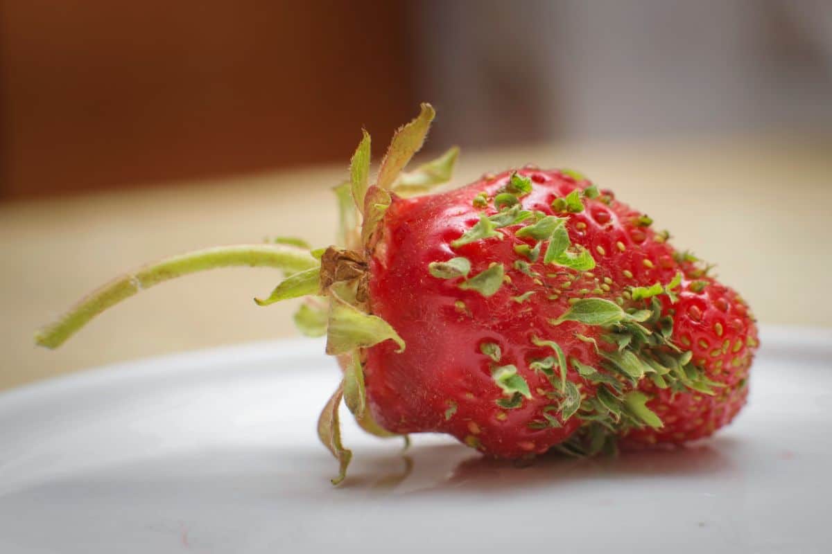 Closeshot of strawberry sprouting from seeds on white platter