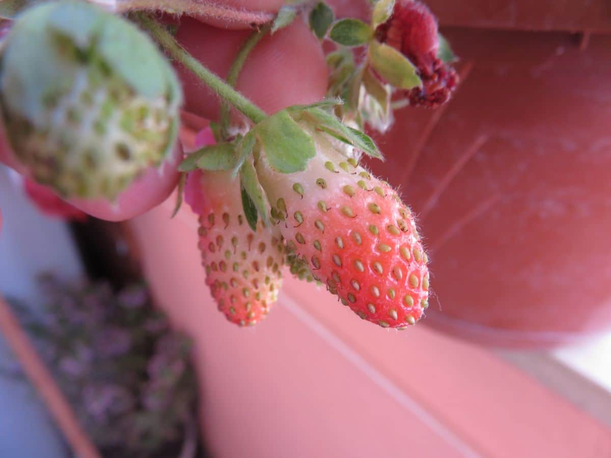 Unripe strawberries sprouting from seeds