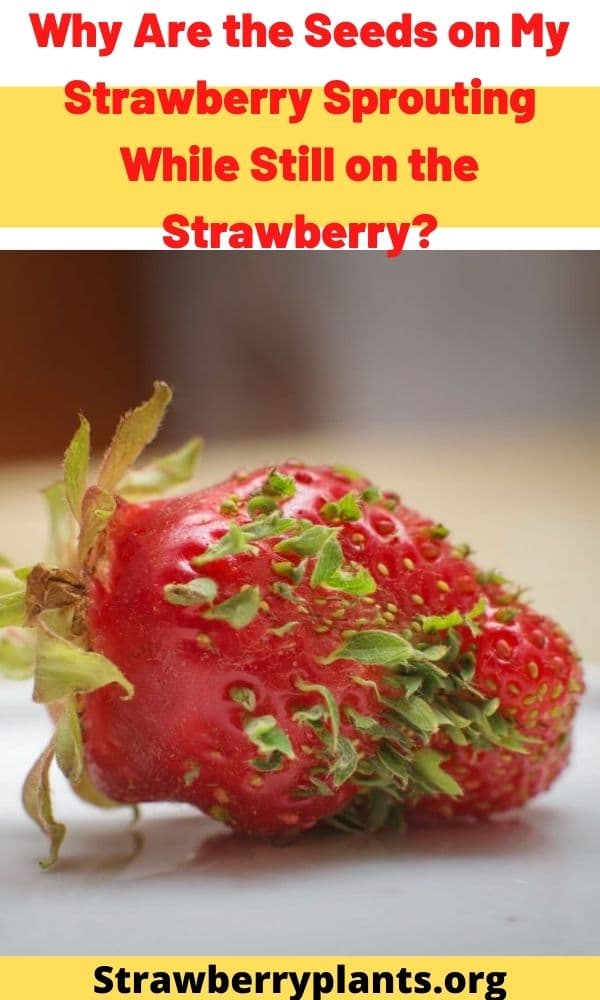 Seeds on My Strawberry Sprouting While Still on the Strawberry?