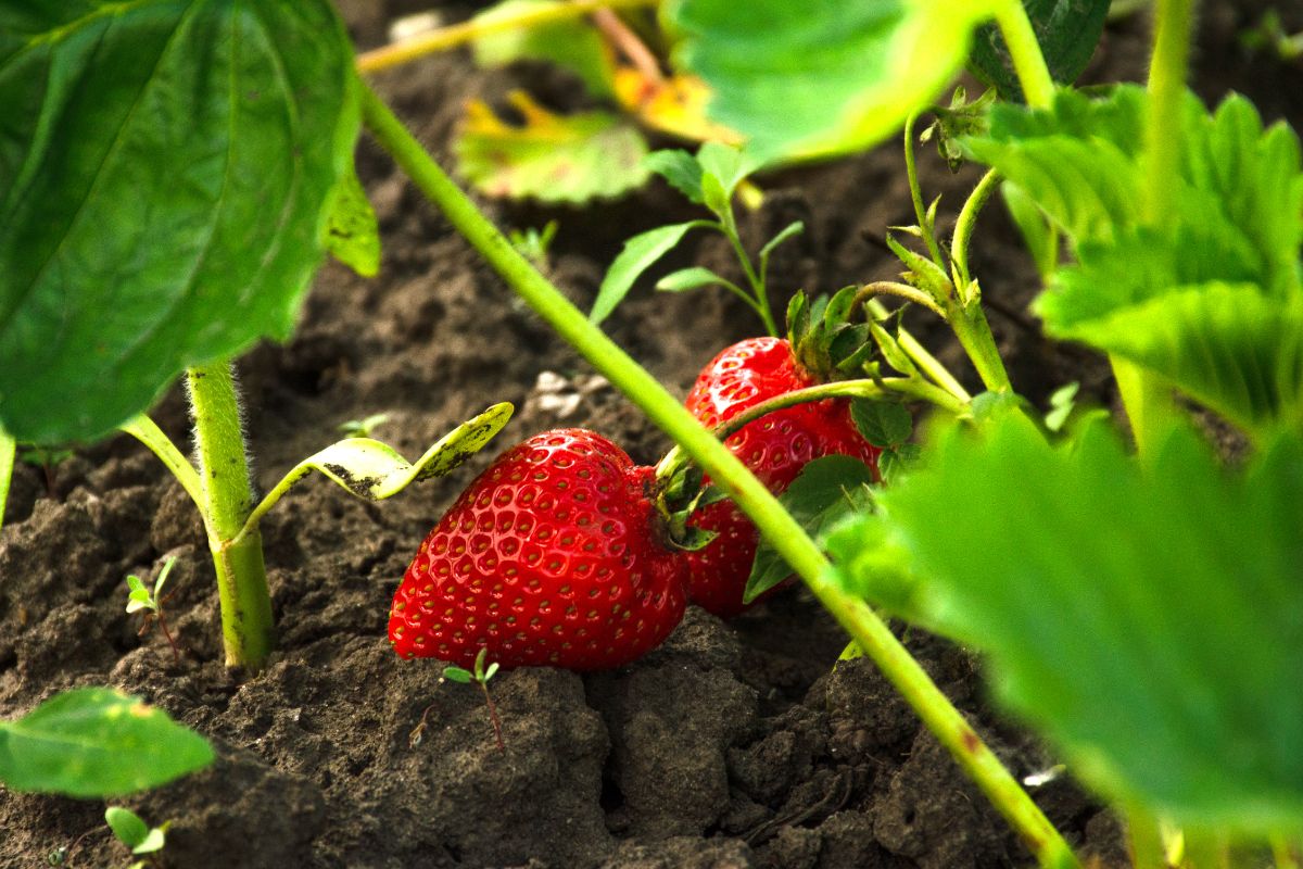 Strawberry plant with ripe fruits sitting on soil