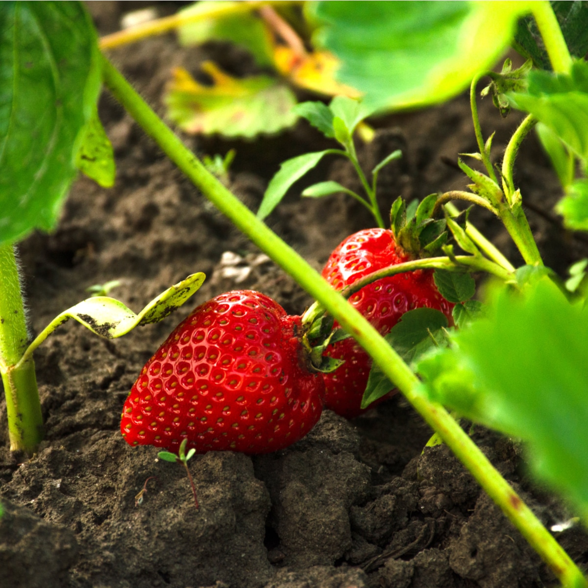 WATCH: The strawberry hack to show you how to remove the stem