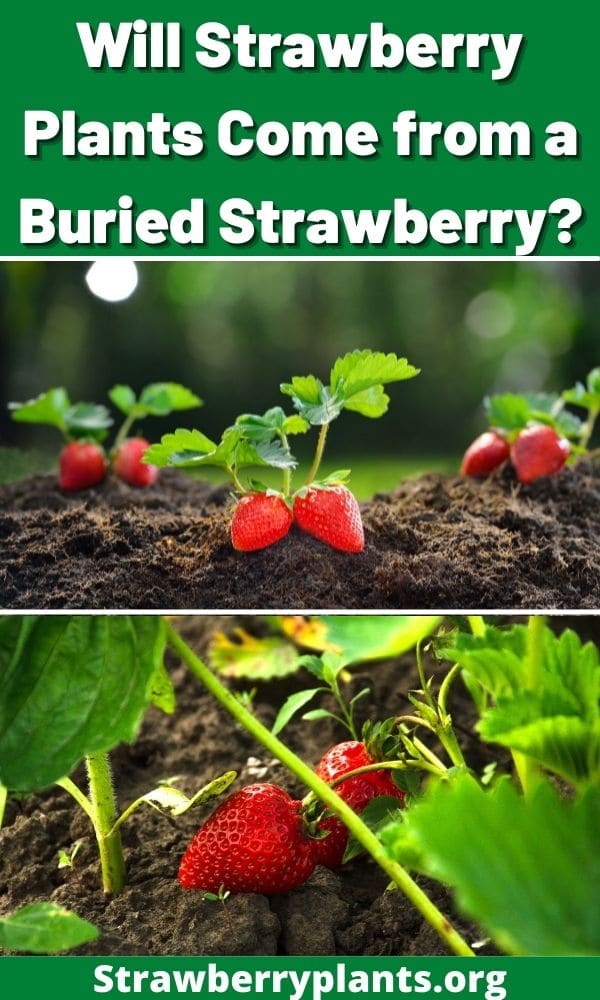 Will Strawberry Plants Come from a Buried Strawberry? – Strawberry Plants