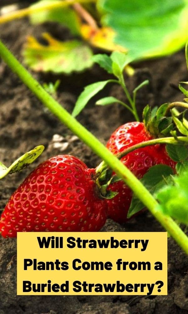 Will Strawberry Plants Come from a Buried Strawberry? – Strawberry Plants