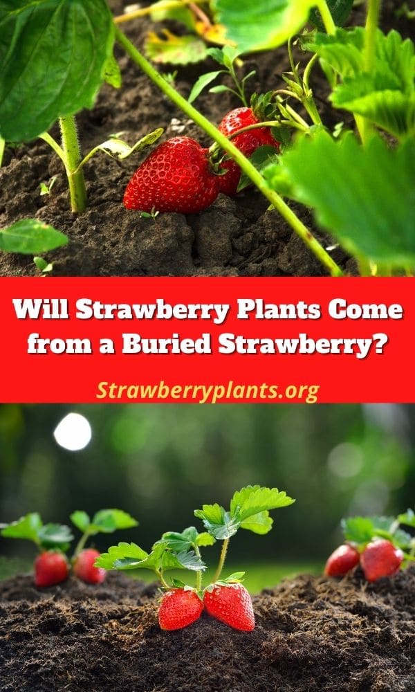 Will Strawberry Plants Come from a Buried Strawberry? – Strawberry Plants