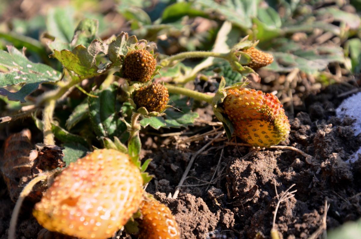 Close shot of yellow strawberry fruits in soil with wilting plant