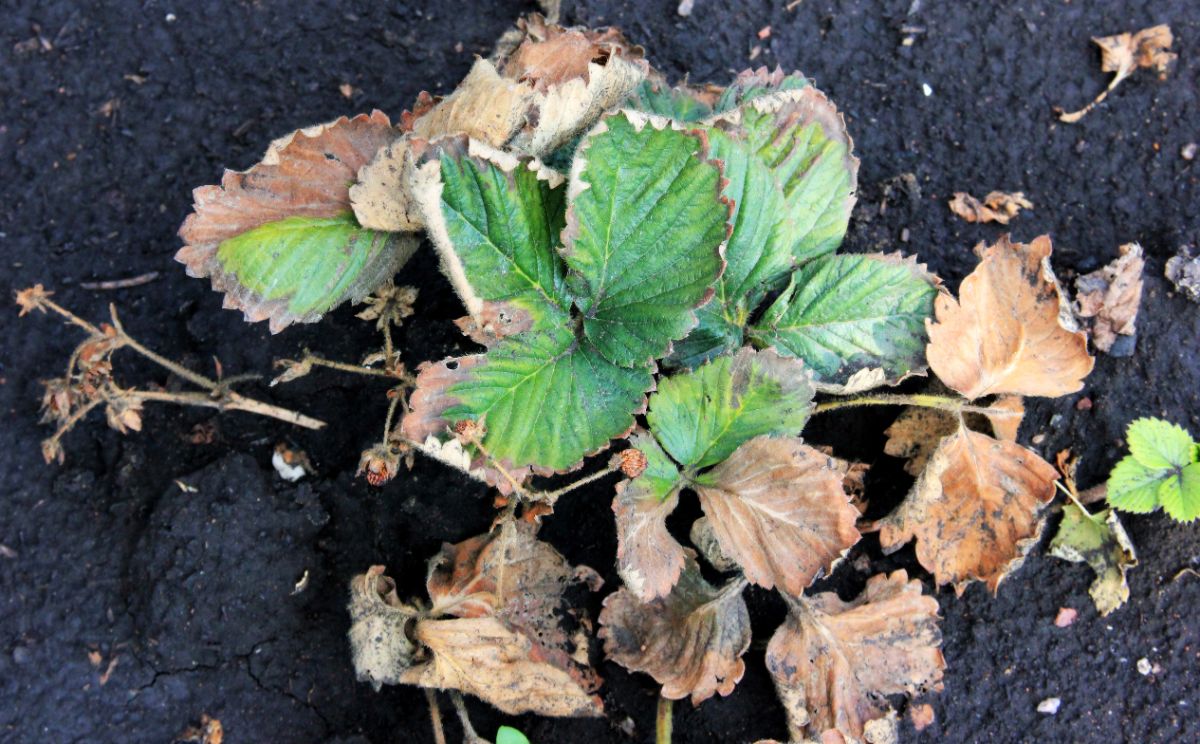 Wilting strawberry plant in soil