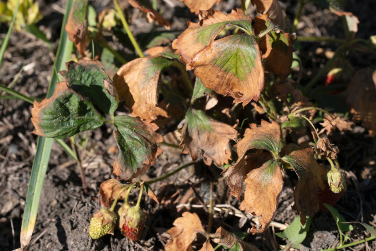 Dried leaves on strawberry plant in soil