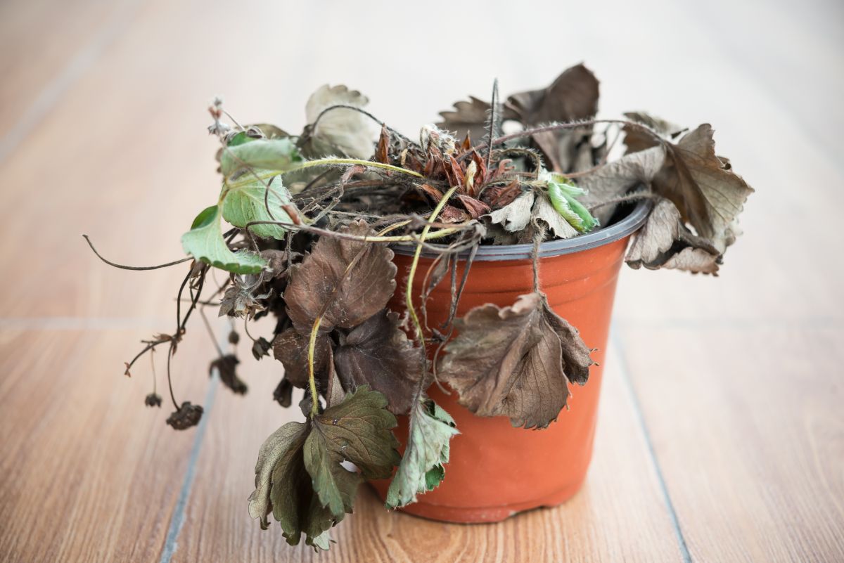 Wilting strawberry plant in brown pot on the floor