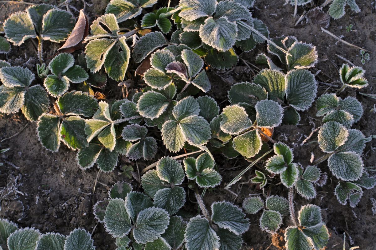 Strawberry plants in soil with frosting