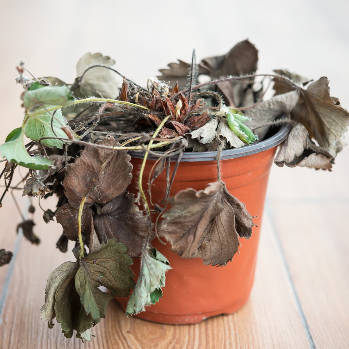 How to Revive a Dying Strawberry Plant  