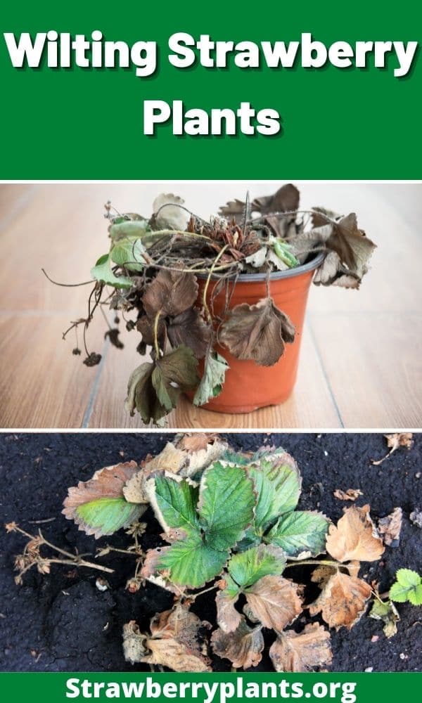 Wilting Strawberry Plants Strawberry Plants