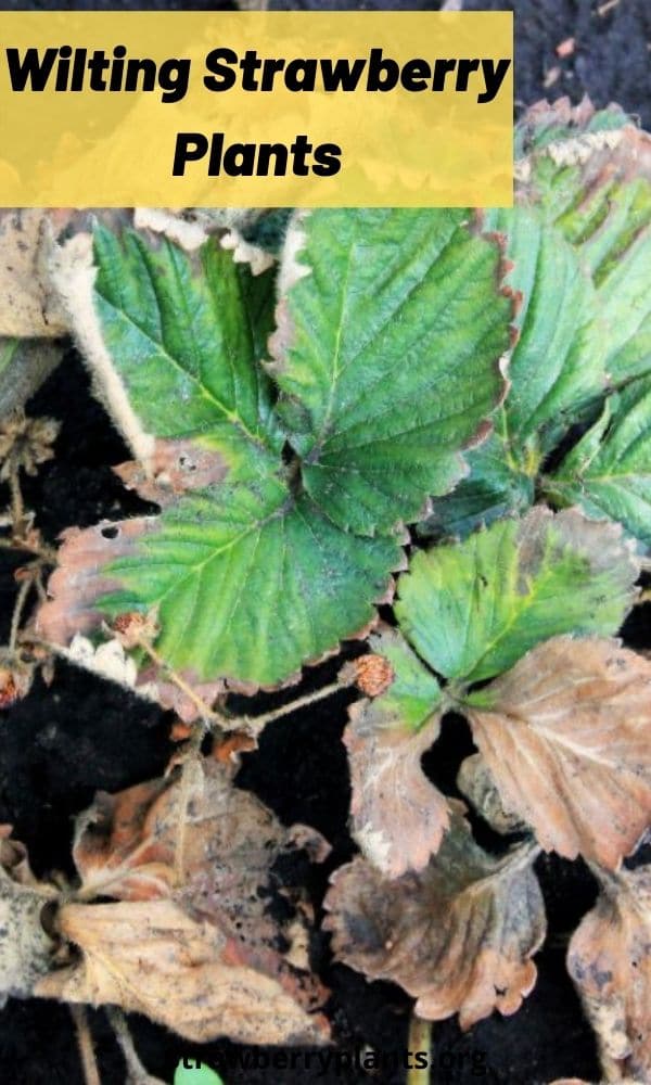 Wilting Strawberry Plants Strawberry Plants