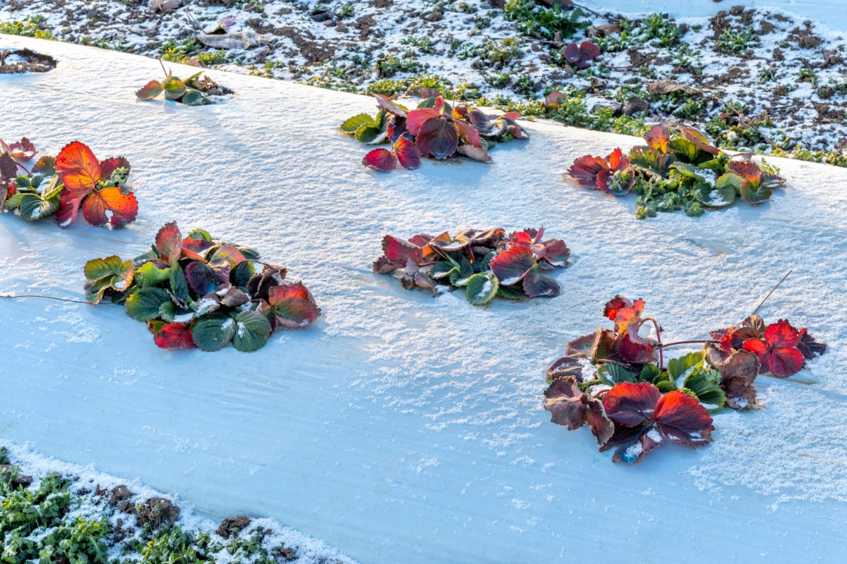 Strawberry plant field covered in snow