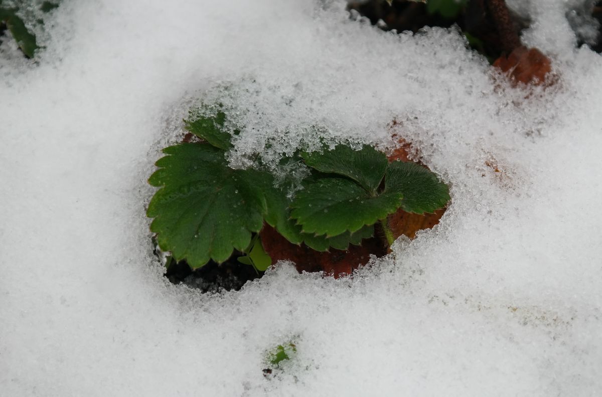 Strawberry plant covered in snow