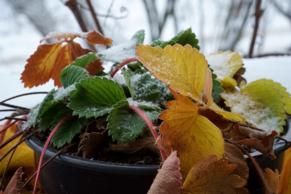 Strawberry plant in pot with snow on leaves, snowy background